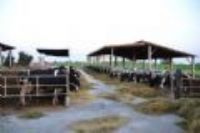 20111030 福寶牛奶冰和鹿港遊